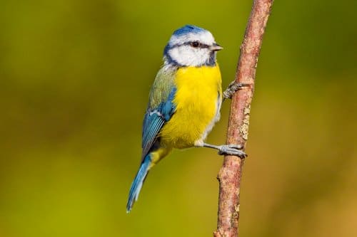 Biodiversità naturale in Italia