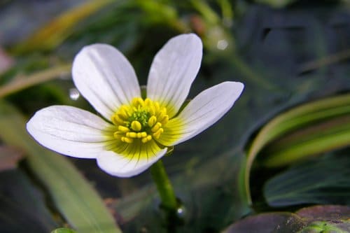 Ecosistema naturale a rischio