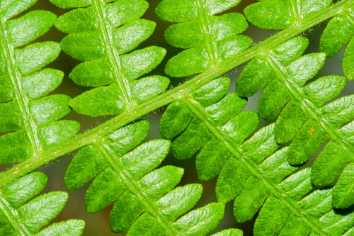 Felce e biodiversità vegetale