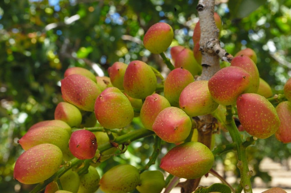 Fiori di pistacchio