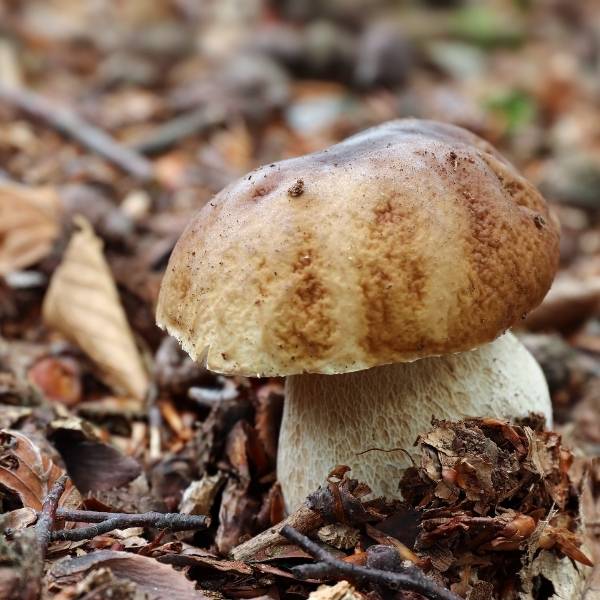 funghi e tartufi 